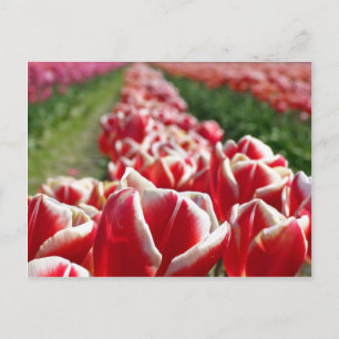 Cartão Postal Campo de Tulipas Vermelhas e Brancas