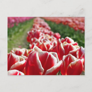 Cartão Postal Campo de Tulipas Vermelhas e Brancas