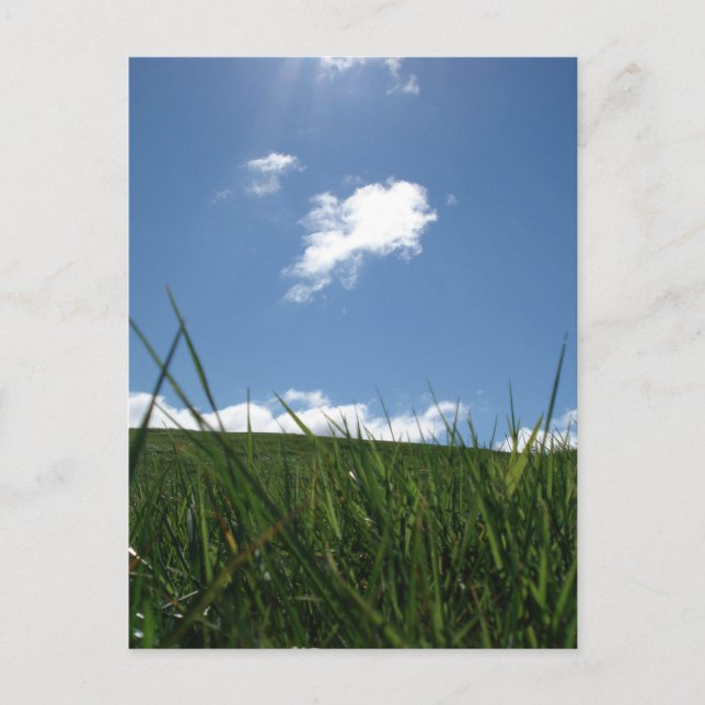 Cartão Postal Campo de verão (Frente)