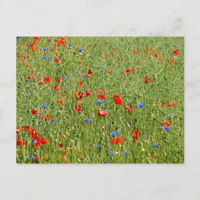 Cartão Postal Campo de verão com flores vermelhas e azuis (Frente)