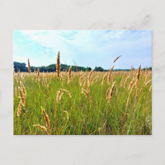 Cartão Postal Campo de Verão Dourado