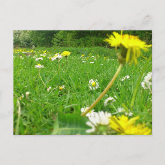 Cartão Postal Campo Dinamarquês