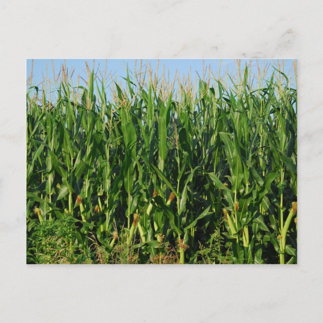 Cartão Postal Campo do Corn (Frente)