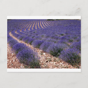Cartão Postal campo lavanda