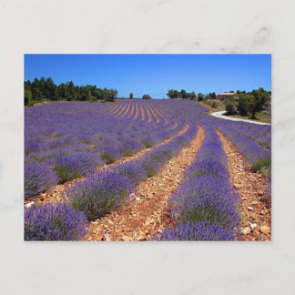 Cartão Postal Campo Lavendar em Provença