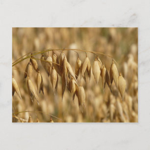 Cartão Postal Campo Oat