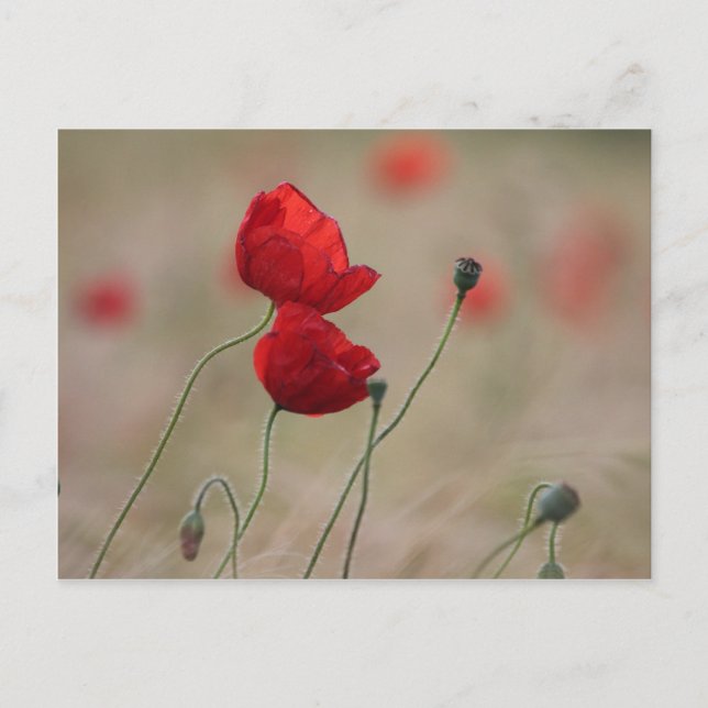 Cartão Postal Campo Poppy (Frente)
