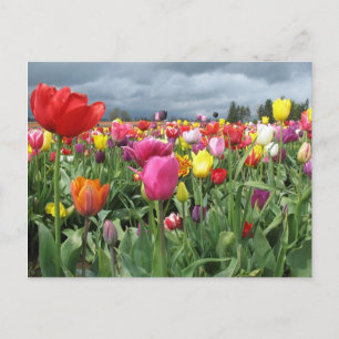 Cartão Postal Campo Tulips