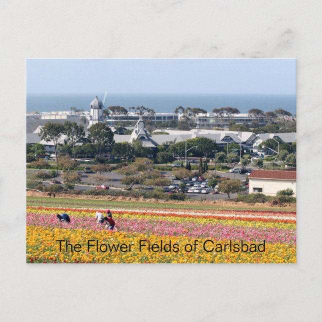 Cartão Postal Campos da Flor do Carlsbad Postcard (Frente)