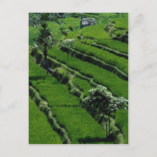 Cartão Postal Campos de arroz paddy, Bali, Indonésia
