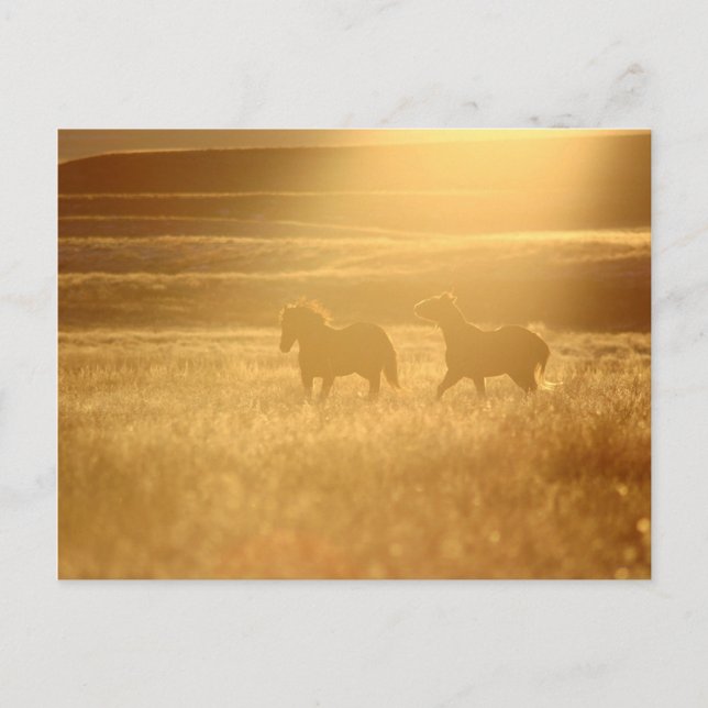 Cartão Postal Campos de Flex (Frente)