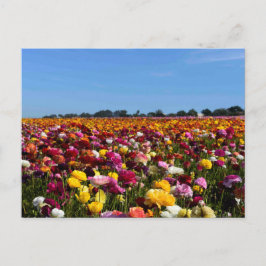 Cartão Postal Campos de flor em Califórnia
