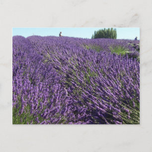 Cartão Postal campos de lavanda
