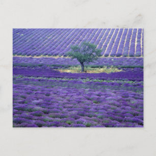 Cartão Postal Campos de lavanda, Vence, Provença, França