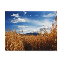 Campos de Milho de Outono