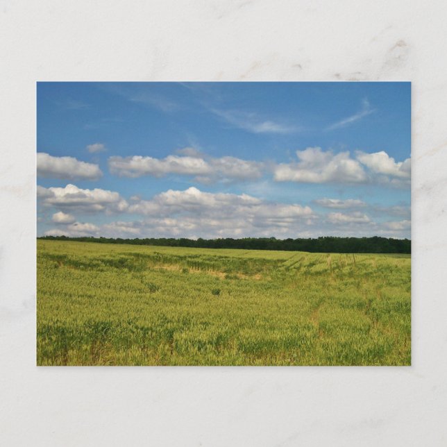 Cartão Postal Campos de Trigo (Frente)