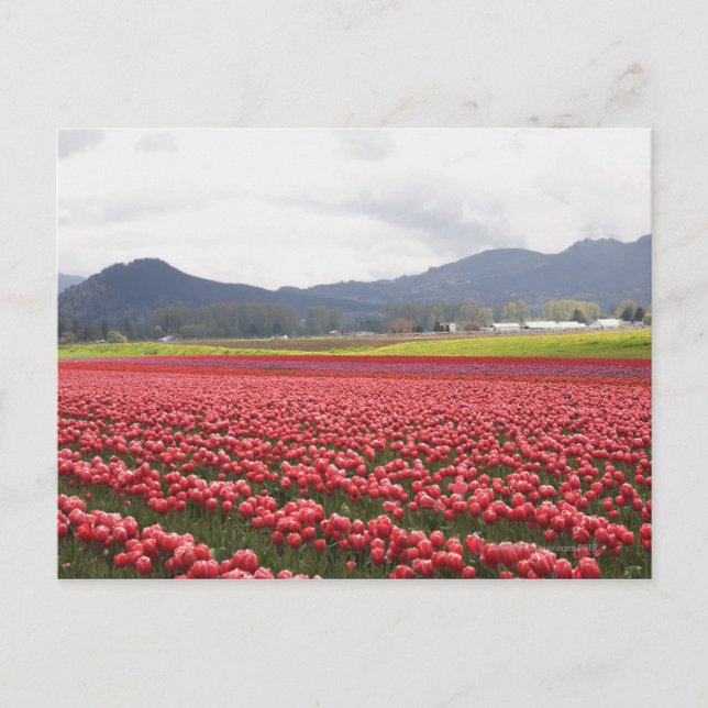 Cartão Postal Campos de tulipas cheios de tapete Skagit Valley (Frente)