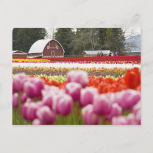 Cartão Postal Campos de tulipas de Mt. Vernon, Condado de Skagit