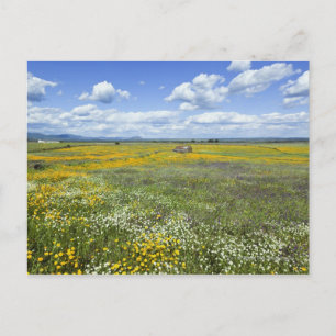 Cartão Postal Campos Em Springtime Perto De Guadalupe