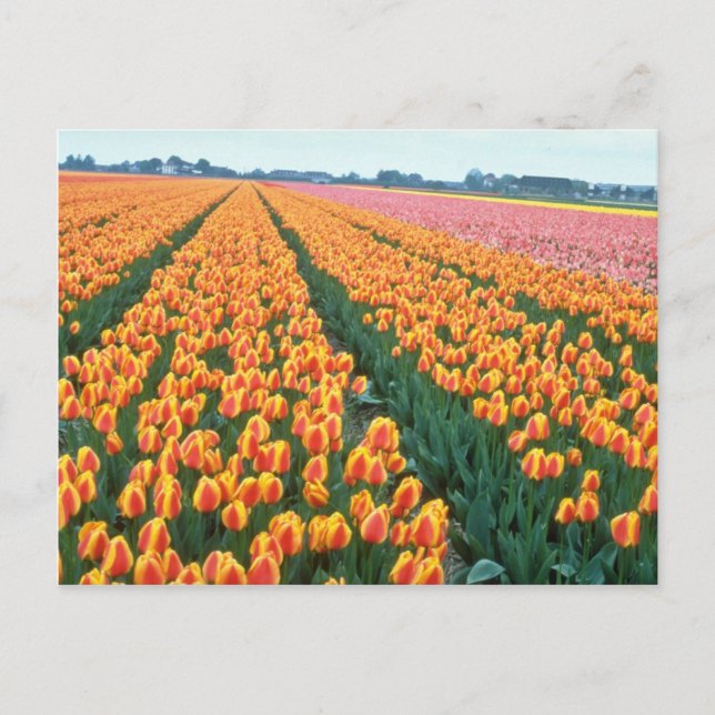 Cartão Postal Campos laranja Tulip, flores da Holanda (Frente)