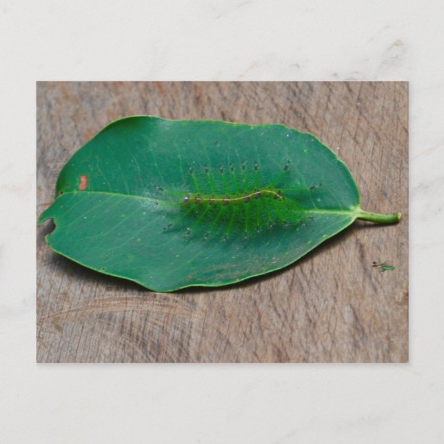 Cartão Postal Camuflagem da Floresta Tropical (Frente)