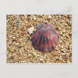Cartão Postal Cana-de-bico-vermelho em fotografia de praia