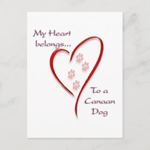 Cartão Postal Canaan Dog Hearts Pertence