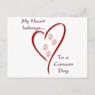 Cartão Postal Canaan Dog Hearts Pertence