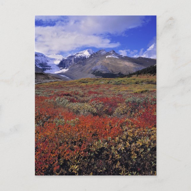 Cartão Postal Canadá, Alberta, Banff NP. Huckleberry fornece (Frente)