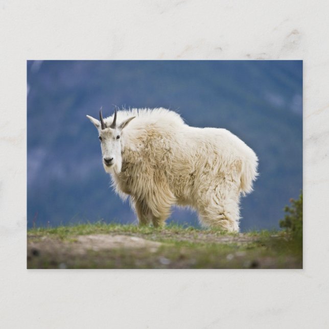 Cartão Postal Canadá, Alberta, Parque Nacional Jasper, (Frente)