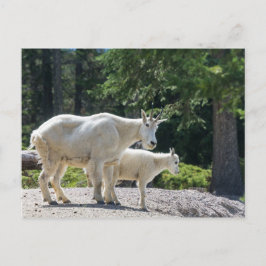 Cartão Postal Canadá - Cartaz dos Caprinos de Montanha