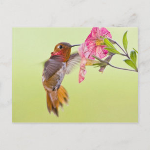 Cartão Postal Canadá, Colúmbia Britânica, Beija-flor-cinza
