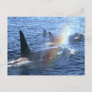 Cartão Postal Canadá, Colúmbia Britânica, Johnstone Straight,