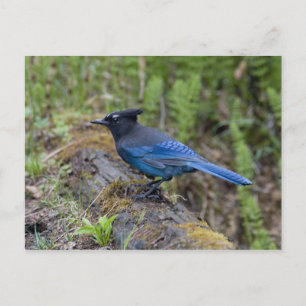 Cartão Postal Canadá: Colúmbia Britânica, Parque Nacional Yoho,
