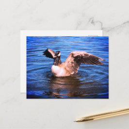 Cartão Postal Canadá Ganha Batendo Suas Asas Natureza Azul