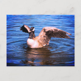 Cartão Postal Canadá Ganha Batendo Suas Asas Natureza Azul