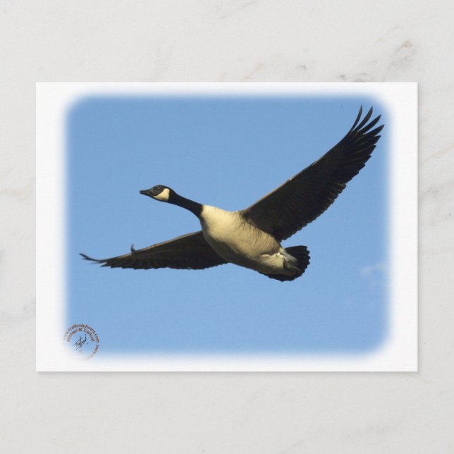 Cartão Postal Canadá Ganso 9R005D-123 (Frente)