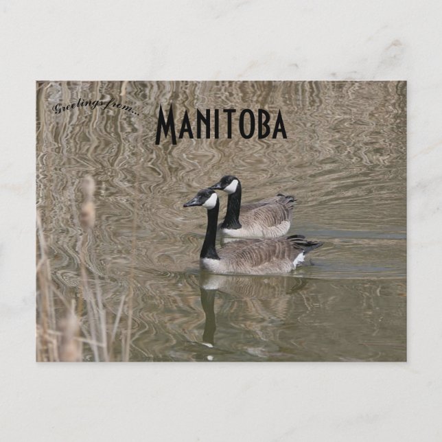 Cartão Postal Canadá Geese e Bull Rushes Winnipeg Manitoba (Frente)