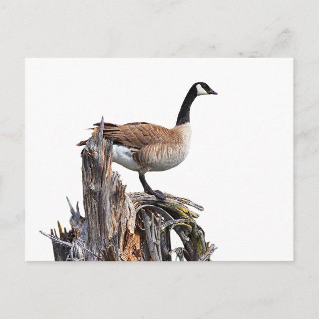 CARTÃO POSTAL CANADÁ GOOSE (Frente)