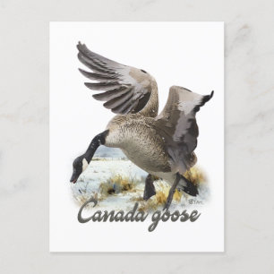 Cartão Postal Canadá Goose, Arte