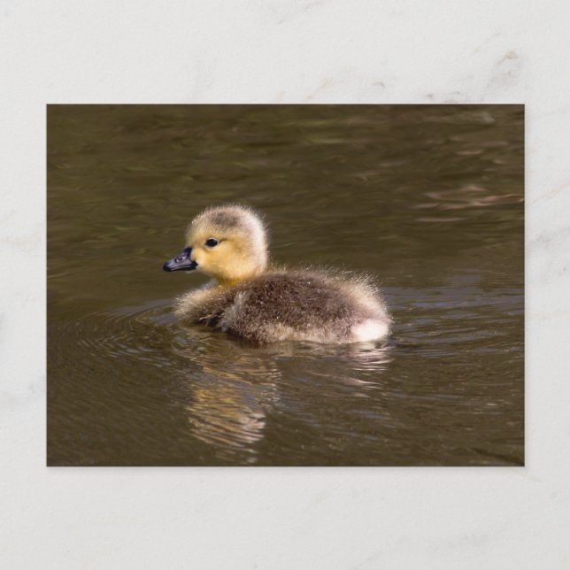 Cartão Postal Canadá Goose Gosling (Frente)