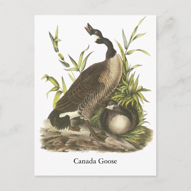 Cartão Postal Canada Goose, John Audubon (Frente)