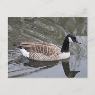 Cartão Postal Canada Goose nadando no canal Cartão-postal