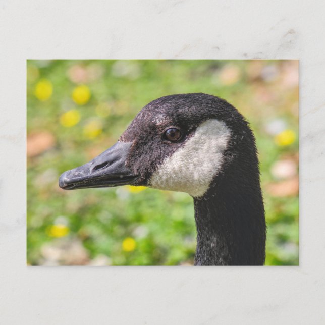 Cartão Postal Canada Goose, Roath Park Lake, Cardiff, Wales. (Frente)