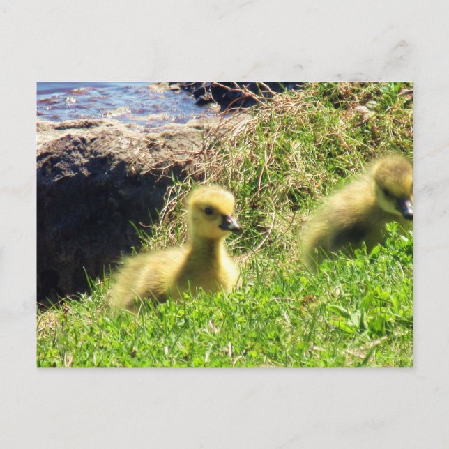 Cartão Postal Canadá Goslings Explorar Ambiente (Frente)