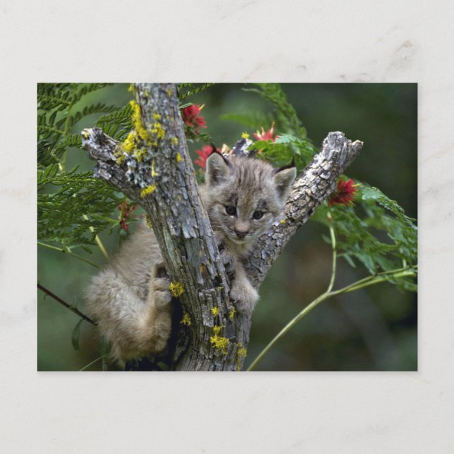 Cartão Postal Canada Lynx-small kitten (Frente)