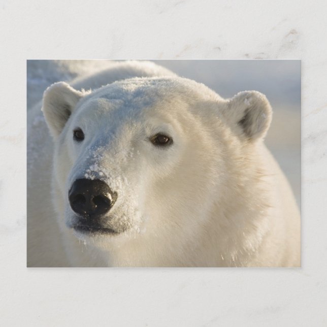 Cartão Postal Canadá, Manitoba, Baía de Hudson | Urso Polar (Frente)