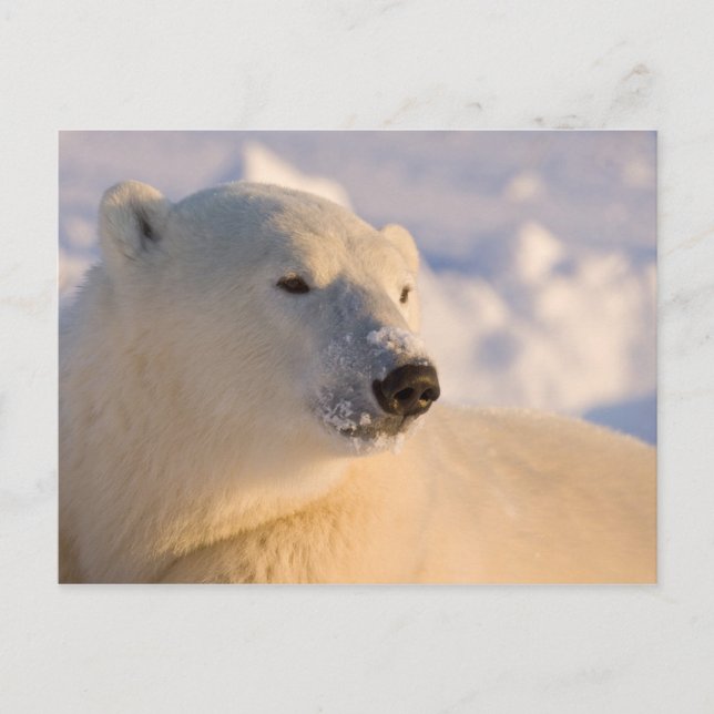 Cartão Postal Canadá, Manitoba, Baía de Hudson | Urso Polar (Frente)