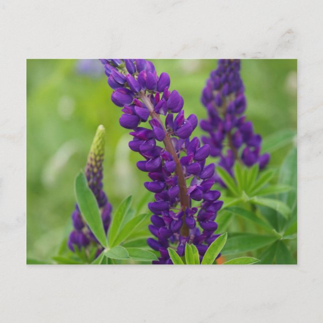 Cartão Postal Canada, New Brunswick, . (Frente)