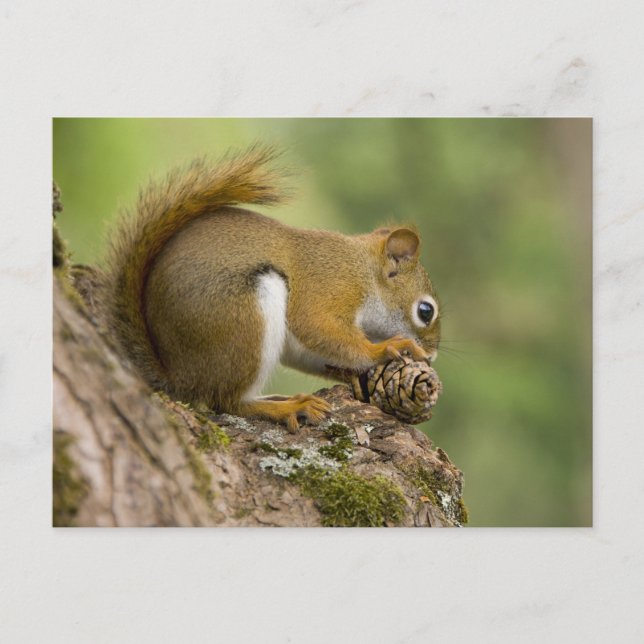 Cartão Postal Canadá, Nova Escócia, Halifax. Jardins Públicos, (Frente)